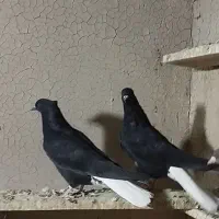 شش عدد اشعل|پرنده|آبادان, |دیوار