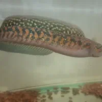 چانا کالیمایا رد|ماهی|تهران, فردوس|دیوار