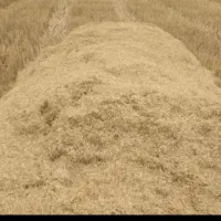 کاه گندم درجه یک