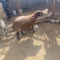 میش دوقولو زا چاق و درشت و ارزان