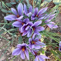 فروش زمین کارگاهی و باغ|فروش دفتر صنعتی، کشاورزی، تجاری|نجفآباد, شهدا|دیوار