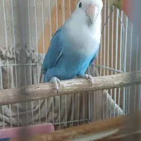 طوطی برزیلی وایت فیس آبی نر دوساله