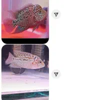 یدونه ماهی فلاور بخر با ۲تا هدیه|ماهی|ری, شهادت|دیوار