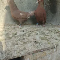 کبوتر|پرنده|مشهد, انصار|دیوار