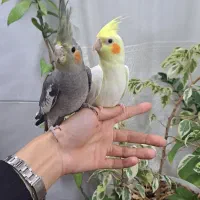 عروس هلندی