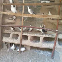 کبوتر دمگیر،بدرنگ روزگاری|پرنده|پیر بکران, |دیوار