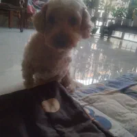 بسیار زرنگه خونگی وتمیز