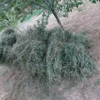 یونجه