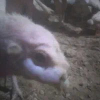 بوقلمون گوشتی قیمت مناسب