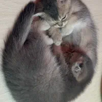 گربه|گربه|رشت, گلسار|دیوار