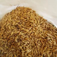 جو محلی بذری