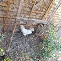 خروس و مرغ تاج دار زیبا