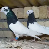 یه جفت کبوتر طوقی نروماده نیس در جهان