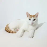 گربه گمشده مژدگانی|حیوانات|رشت, یخسازی|دیوار