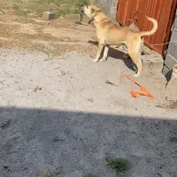 سگ سرابی نر