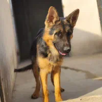 ژرمن ماده مو کوتاه