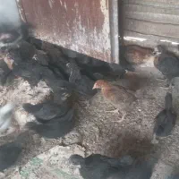 جوجه ۳۵روزه محلی