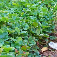 توت فرنگی محلی