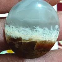 شجر بسیار زیبا و پاک