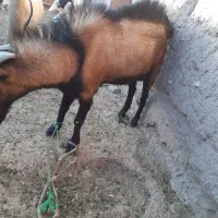 بزسانن و آلپاین|حیوانات مزرعه|تربت‌حیدریه, بازار|دیوار