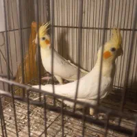عروس هلندی نرو ماده جوان سالمو بشرط|پرنده|آستارا, |دیوار