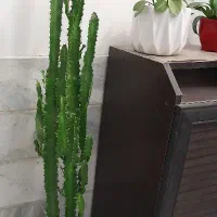 کاکتوس
