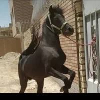 فروش سه اسب سواریدار