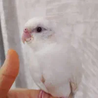 جوجه آلبینو|پرنده|خمین, |دیوار