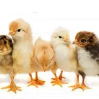 جوجه گلپایگانی