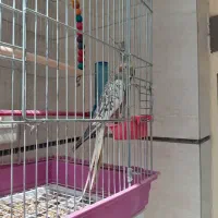 عروس هلندی نیکو مرواریدی