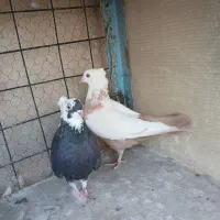 کبوتر کفتر رنگی گرفتنی