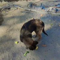 سگ مالینیوز درایو بالا|سگ|جیرفت, |دیوار