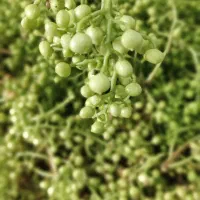 قسقوان تازه جوان