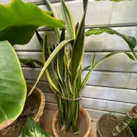 گل سانسوریا