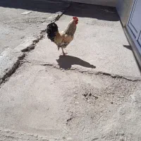 خروس|حیوانات مزرعه|جوکار, |دیوار