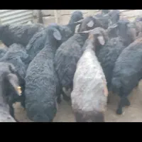 فروش ۵ راس گوسفند