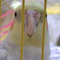 فروش عروس هلندی سالم و بسیار زیبا|پرنده|لاهیجان, رجایی|دیوار