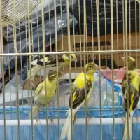 باسلام عرض ادب خدمت دوستان عزیز عشق بازان|پرنده|شهریار, شهریار|دیوار