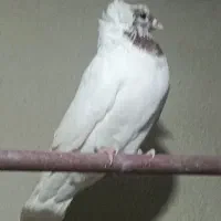 کبوتر پرنده|پرنده|محمدیه-قزوین, |دیوار