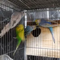 عروس سرلاکی گرینچیک دستی مرغ عشق|پرنده|سبزوار, فیاض|دیوار