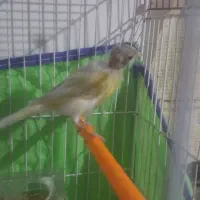 قناری سیلور ماده