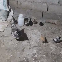 روستای طلایه بخش سردشت