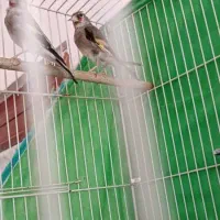 سلام یک عدد وسهره ماده|پرنده|کرمان, |دیوار