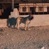 واگذاری پژدر نر|سگ|ایلام, |دیوار