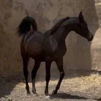 تعدادی کره عرب دوسر از سیلمی وارداتی|اسب و تجهیزات اسب‌سواری|تهران, بوستان چیتگر|دیوار