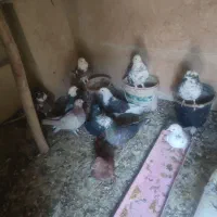 کبوتر پرشی|پرنده|شهریار, رضی آباد پایین|دیوار