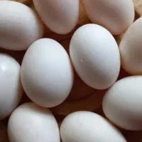 تخم اردک