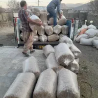 فروش علوفه هیدروپونیک دام سبک پرواری وسنگین شیری|حیوانات مزرعه|سبزوار, چهارراه فرودگاه|دیوار