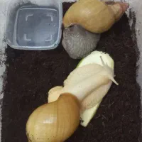 حلزون آچاتینا