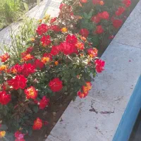 باغچه ۵۳۸ متری ابراهیم بیگ (کاسبی ، زیرقیمت)